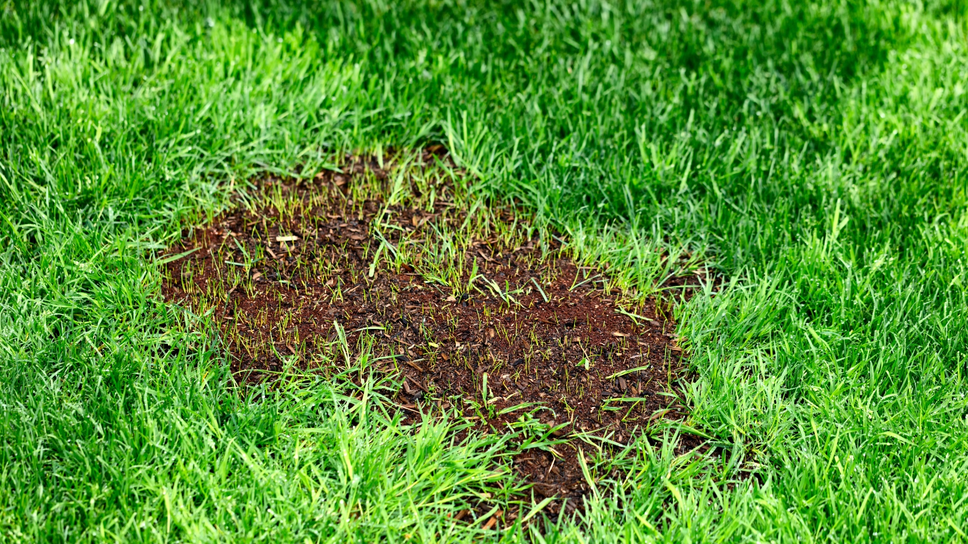 image of patchy lawn