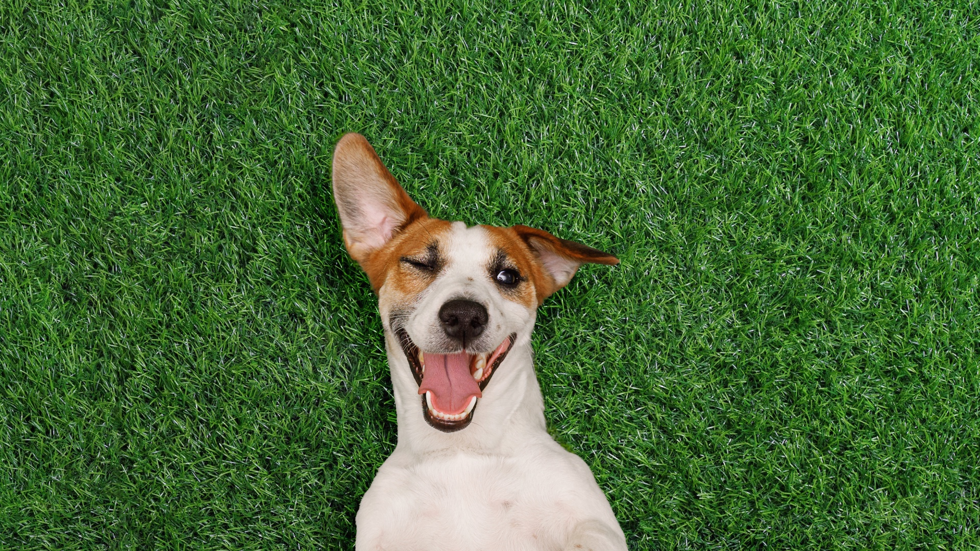dog on grass