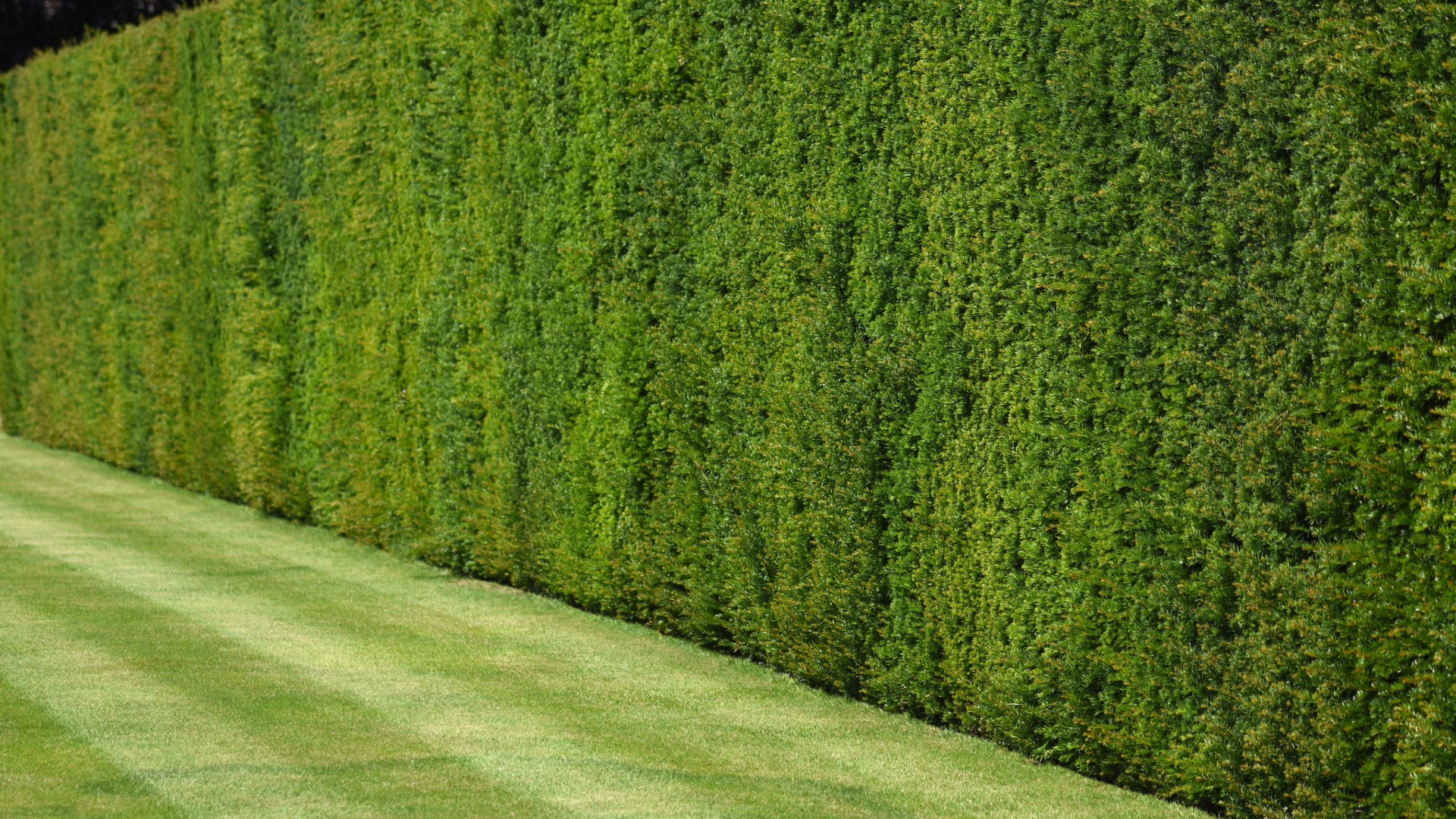 image of fresh cut box hedge
