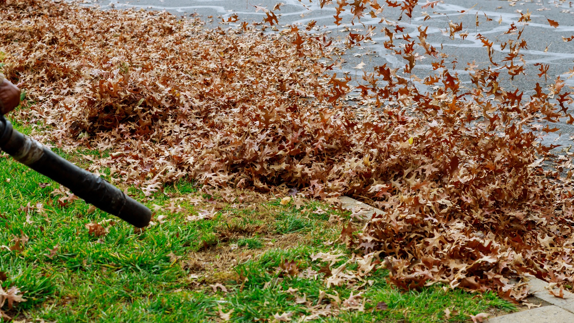 image of leaf blowing